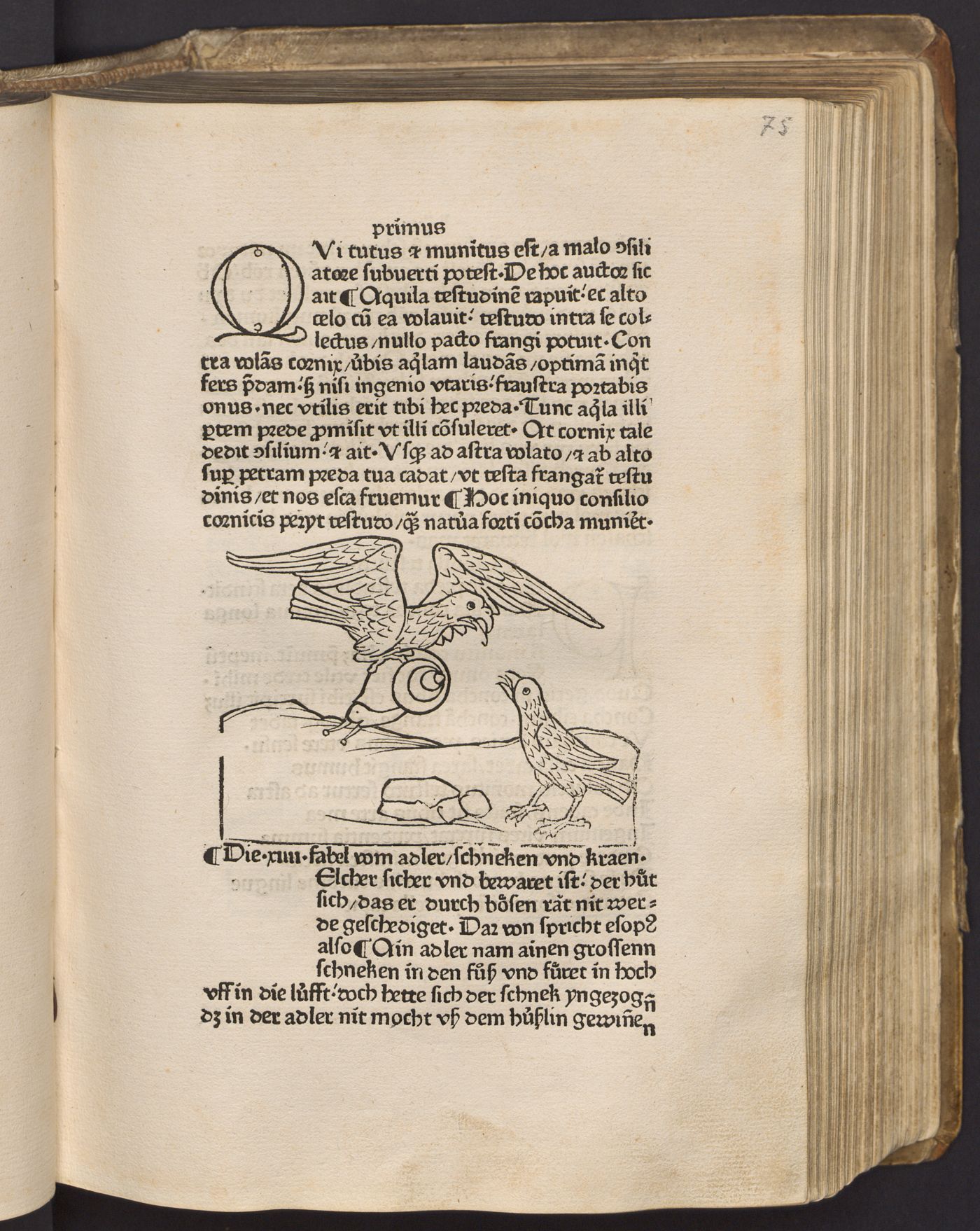 Fable of the eagle, tortoise and crow